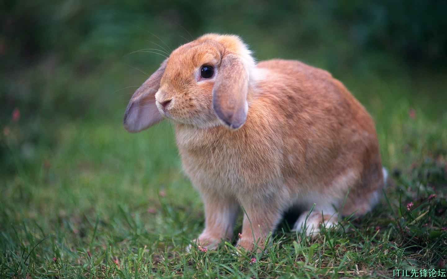 1440Rabbit_1015.jpg