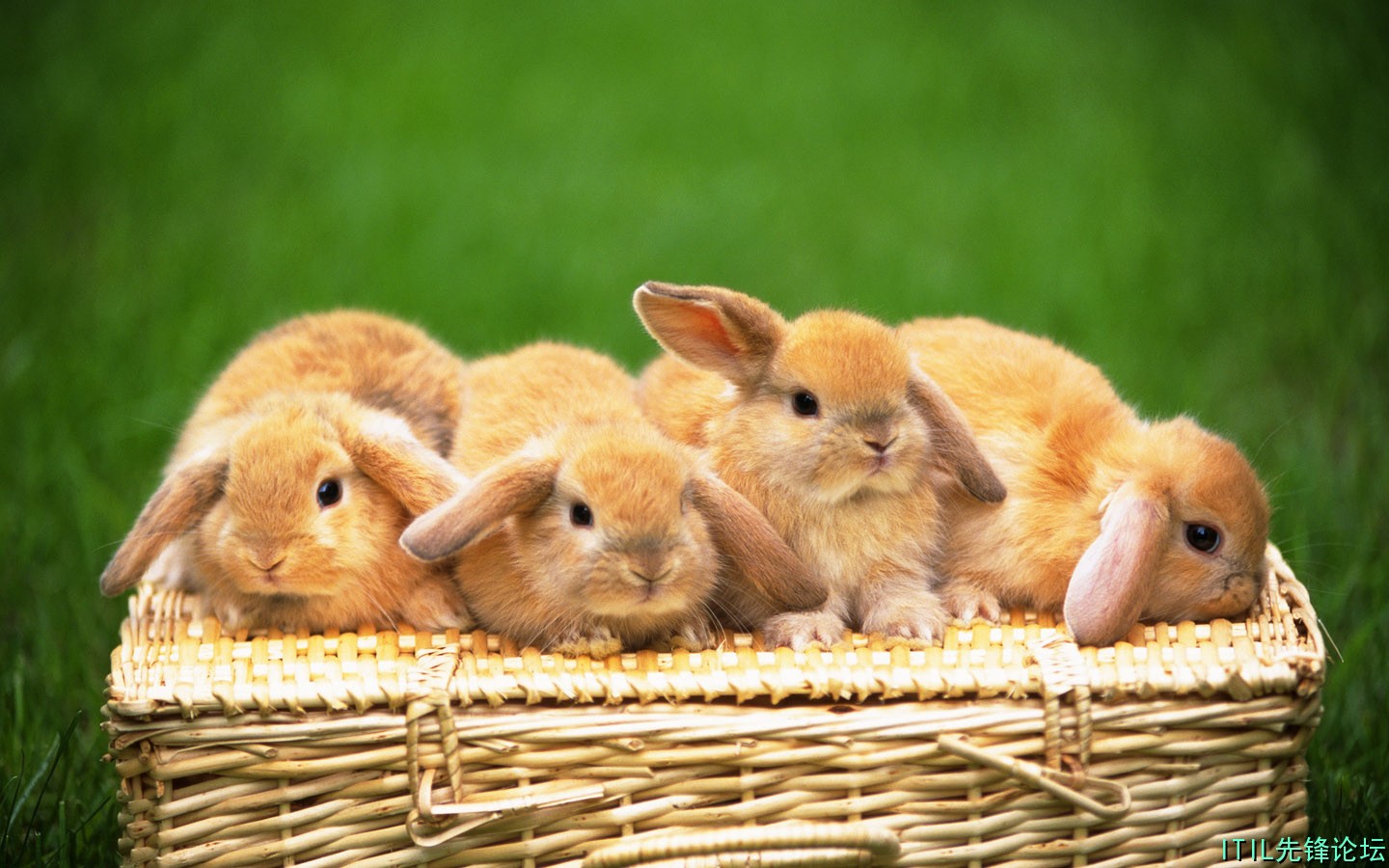 1440Rabbit_1004.jpg