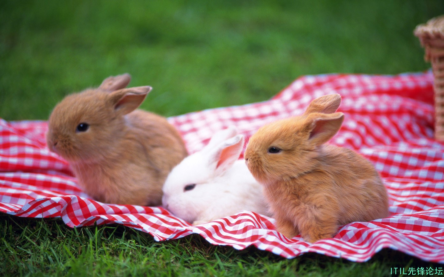 1440Rabbit_1017.jpg
