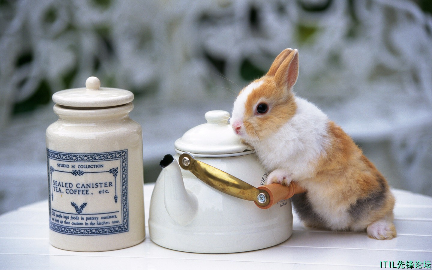 1440Rabbit_1021.jpg