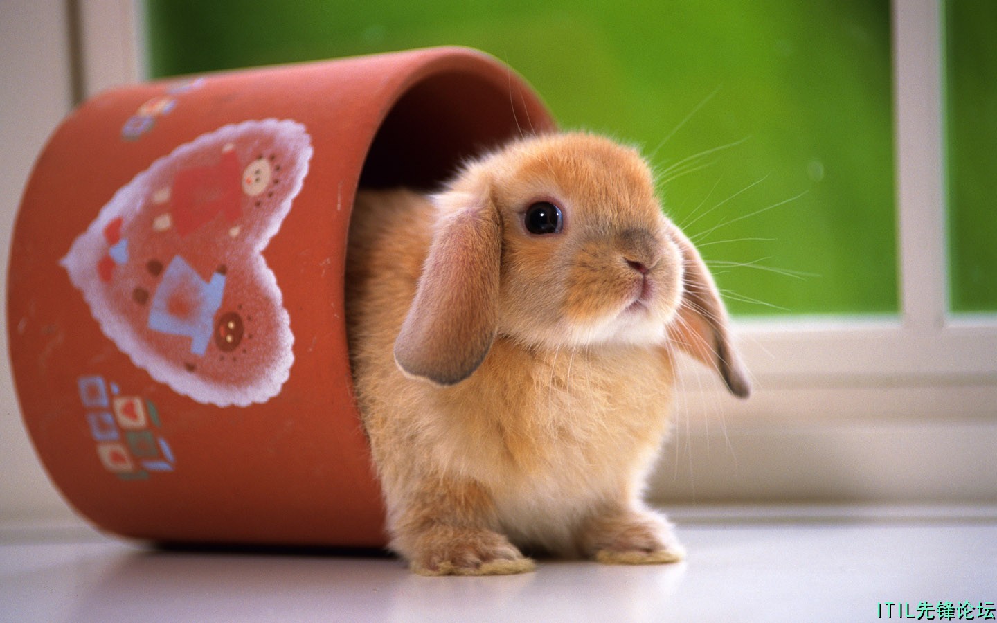 1440Rabbit_1027.jpg