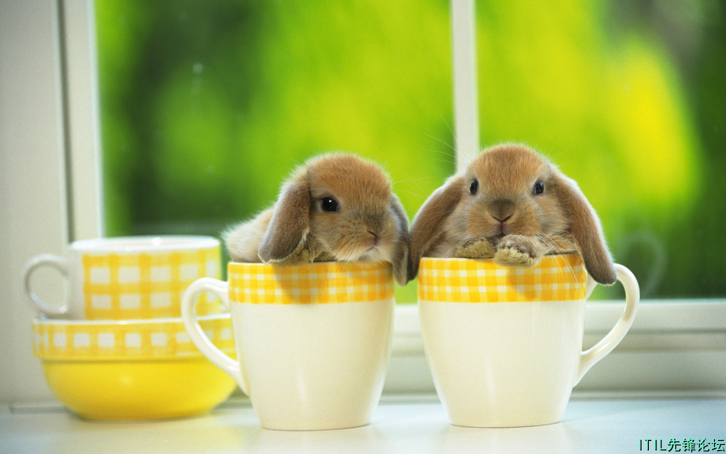 1440Rabbit_2019.jpg
